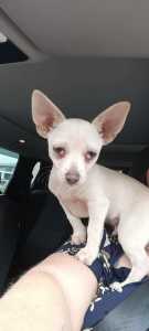 Male Chihuahua, Ready for new home 