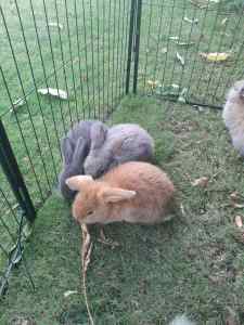 Bunny Rabbit for sale only white one left
