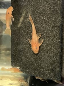 Super red bristlenose, $10 each. Selling for less than retail