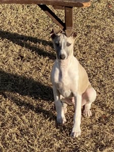 Whippet Puppies Pure Bred 2 males available