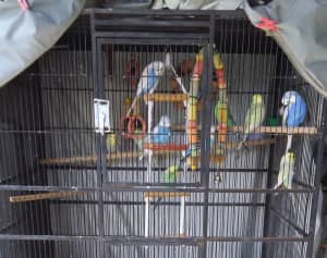 **URGENT** Bird cages available now suitable for Budgies 