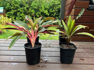 Tropical Indoor Plants - $20 each or all 4 for $60