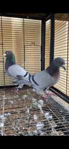 up Pigeons for sale,,,,,,,,,,,,