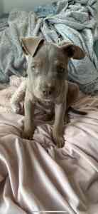 XL BULLY PUPPY MALE 8 WEEKS OLD 2500$
