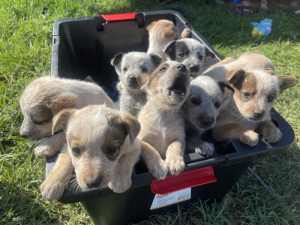 Australian Cattle dog Puppies