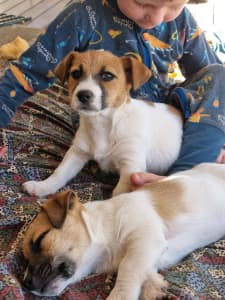 SOLD PENDING 1 male purebred Jack Russell not papered READY TO GO NOW