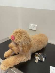 Toy cavoodle - Rosie