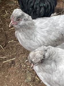 Pure herritage breed pullets for sale
