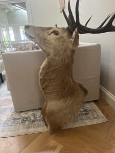 Deer head taxidermy