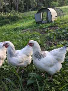 POL Coronation Sussex Chickens