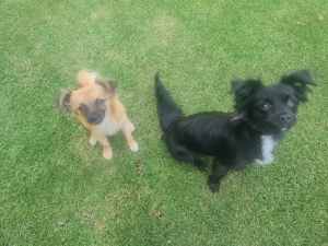 2 dogs for sale Chihuahua Cross both of them