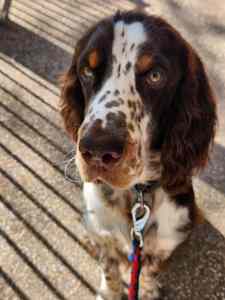 English Springer Spaniel Pure Breed 6-Month Old Puppy