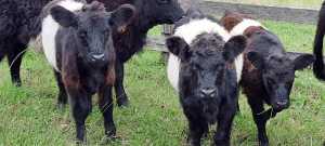 Belted Galloway Heifer Calves