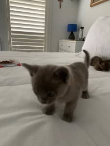 Bermise kittens for the new homes