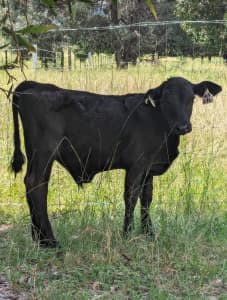 Quiet Angus steer calves