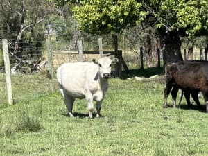 beautiful purebred specklepark cow