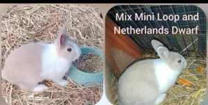 Bunny rabbit mini Netherlands x mini lop