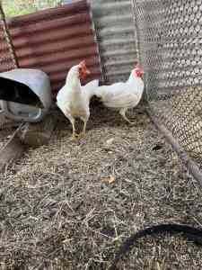 White leghorn hens 