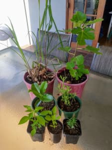 Assorted plants & seedlings - choose from selection