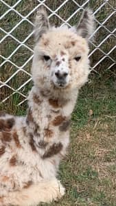 Llama alpaca baby rare Appaloosa 6 month old boy