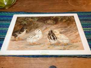 Robert Morley Lithograph Chicken and Toad