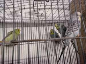 4 baby show budgies and two mature hen show budgies