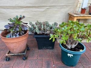 Succulent in large pot*3 - price for all