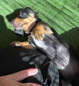 Miniture Dachshund puppy
