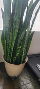 Snake Plant - Mother in laws tongue - Sanseviera zeylanica