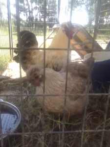 Free rooster Cochin X silkie approx 8months
