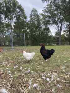 YOUNG ROOSTER FOR SALE $20 Pekin x Isabrown