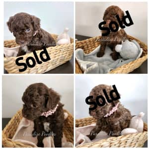 Pure Bred Toy Poodle Puppies