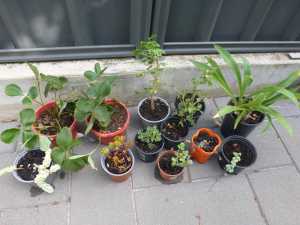 Plants in pots x 12 going cheap