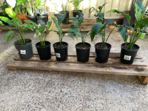 Peace Lily Plants (Spathiphyllum)