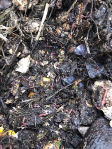 Compost worms for worm farm