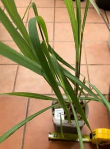 Betel Plant,, Curry leaf, Plant Lemon Grass, Holy Basil Tulsi