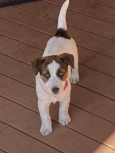 Jack Russell Terrier pedigree female puppy 