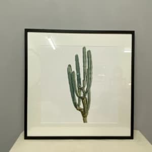 Framed Cactus Photographic Print