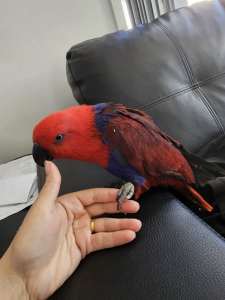 Eclectus parrot and cage 
