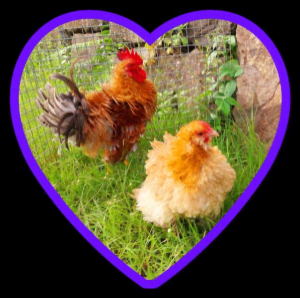 Frizzle Bantam Young Pair (Male & Female)