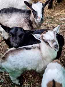 Miniature pygmy goats - male and female