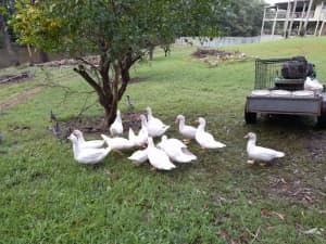 Young Muscovy Ducks