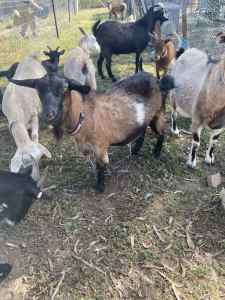 Mini x pygmy goats