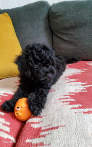Toy poodle male puppies for sale