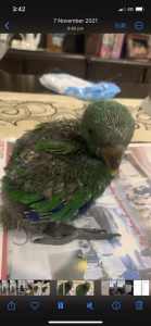 Eclectus hand tamed 