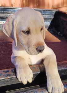 Labrador pure bred Pick of the litter 