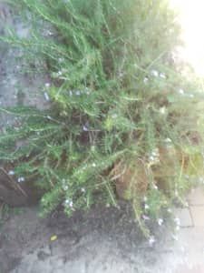 Rosemary bush