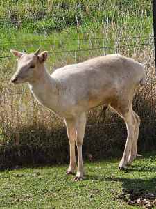 Beautiful white male deer for sale - has been a pet.
