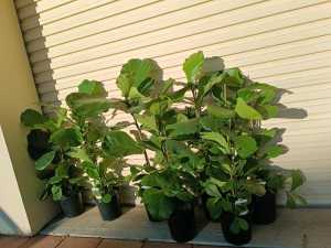 Fiddle leaf plants indoor each $40