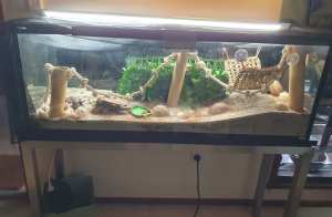 Large Hermit Crab Tank and 4 occupants.